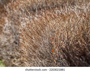 Trimmed Branches Without Leaves In A Winter Park. Background With Trimmed Branches Of Bushes Without Leaves.