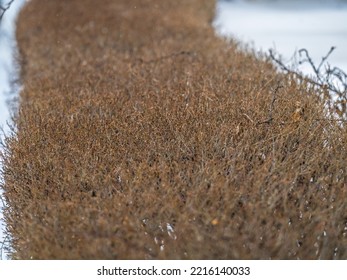 Trimmed Branches Without Leaves In A Winter Park. Background With Trimmed Branches Of Bushes Without Leaves.