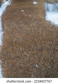 Trimmed Branches Without Leaves In A Winter Park. Background With Trimmed Branches Of Bushes Without Leaves.