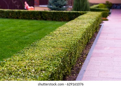 Trimmed Bush Landscape Design Stock Photo 629161076 | Shutterstock