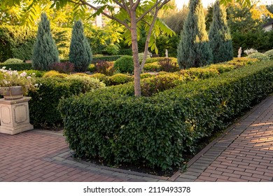 Trimmed Bushes And Trees In The Park. Topiary Art. Landscaping.