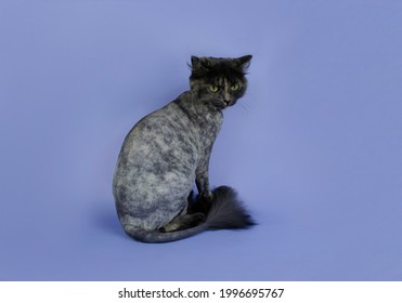 Trimmed Cat On A Purple Background. Cat Haircut Copy Space