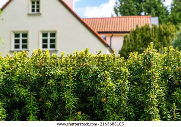 Trimmed fresh green yew\
hedge