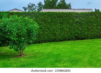 Trimmed Hedge Of Evergreen Thuja In Front Of A Green Lawn With A Deciduous Bush With Mulch, Landscape On Summer Day With Copy Space, Nobody.