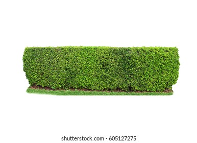 Trimmed Shrub Fence Isolated On White