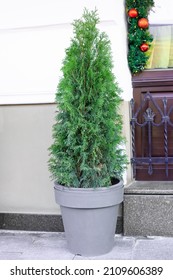 Trimmed thuja growing in large plastic pot on city street. Big potted green thuya growth on winter backyard. Cone shape evergreen topiary tree grow in flowerpot by white house wall background - Shutterstock ID 2109606389