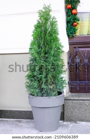 Trimmed thuja growing in large plastic pot on city street. Big potted green thuya growth on winter backyard. Cone shape evergreen topiary tree grow in flowerpot by white house wall background