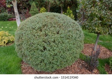 Trimmed Willow Purple Nana (salix Purpurea) In The Garden. Close Up. Spherical Haircut Willow. Decorative Cutting Of Shrubs