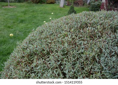 Trimmed Willow Purple Nana (salix Purpurea) In The Garden. Close Up. Spherical Haircut Willow. Decorative Cutting Of Shrubs