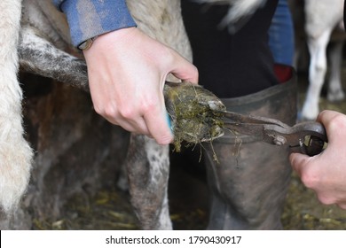 Trimming the back feet of a sheep with hand shears or foot trimmers. 