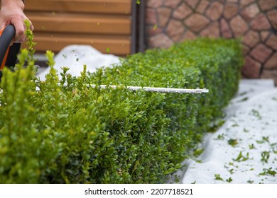 Trimming boxwood with chainsaws. Selective focuse. - Shutterstock ID 2207718521