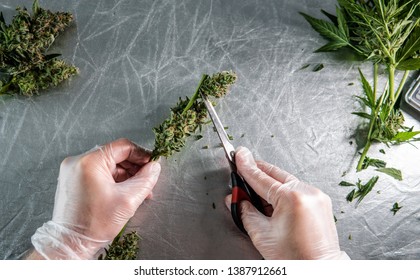 Trimming Cannabis In Details. Wet And Dry  Trimming Technique