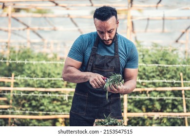 Trimming cannabis or marijuana buds with scissors. Smart farmer working with marijuana plant. Trimming cannabis leaves