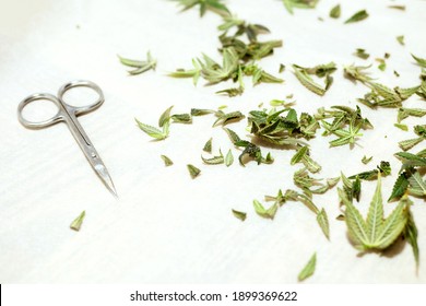 Trimming Cannabis Plant With Scissors. Harvesting Marijuana Leaf. 