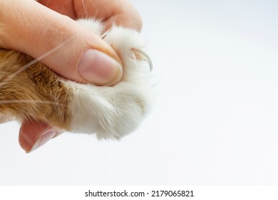 Trimming the claws of a cat . pet care at home and in a grooming salon. High quality photo - Shutterstock ID 2179065821