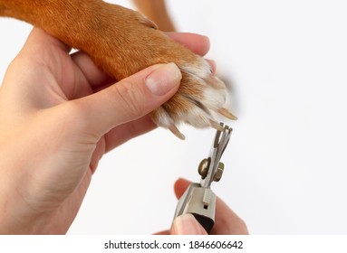 Сlose up of trimming the claws of a dog. the woman's hands are pruning the claws.the clippers. - Shutterstock ID 1846606642