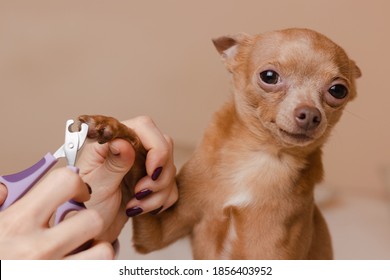 Trimming Dog Claws At Home. Manicure For Cute Toy Terrier 