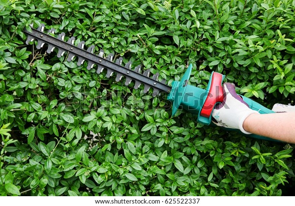 Trimming\
garden hedge with electrical hedge\
trimmer