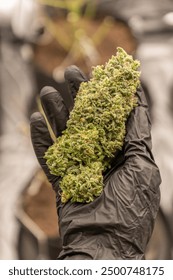 Trimming Giant Nugs. Big Cannabis Buds held with black glove. 