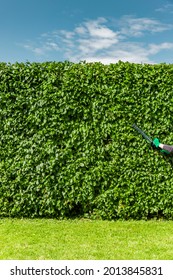 Trimming A Green Beech Hedge
