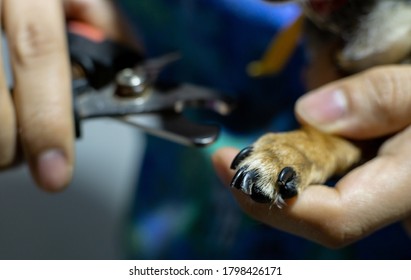 Trimming The Nails Of A Chihuahua Dog