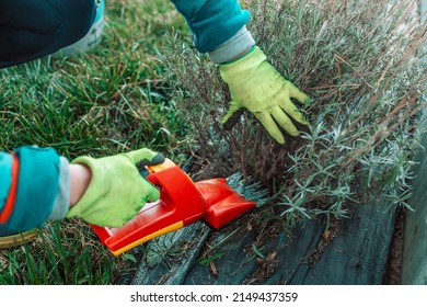 Trimming Overgrown Dry Lavender Bush By Red Electric Hedge Tool Clippers. Working In The Garden.