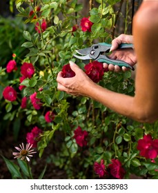   Trimming A  Rose Bush