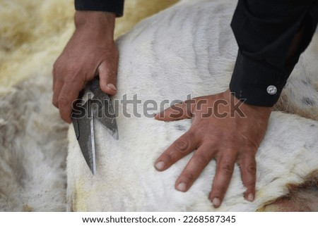 Trimming sheep wool with conventional scissors
