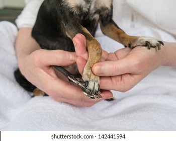 Trimming Small Dog's Toenails Or Claws With Clipper. 