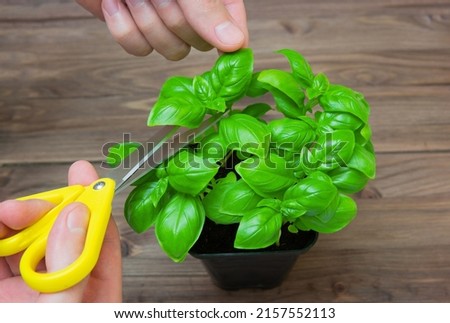 Trimming sweet basil leaves with kitchen scissors against a wooden table background. Basil planting and harvesting concept.