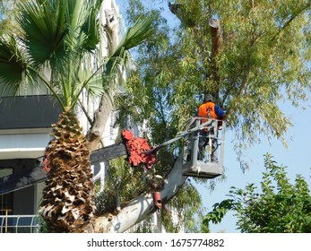 Trimming Tall Trees Using A Crane