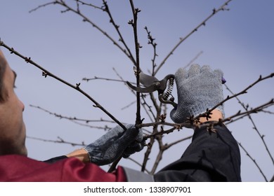 Trimming the tree with a cutter. Spring pruning of fruit trees.