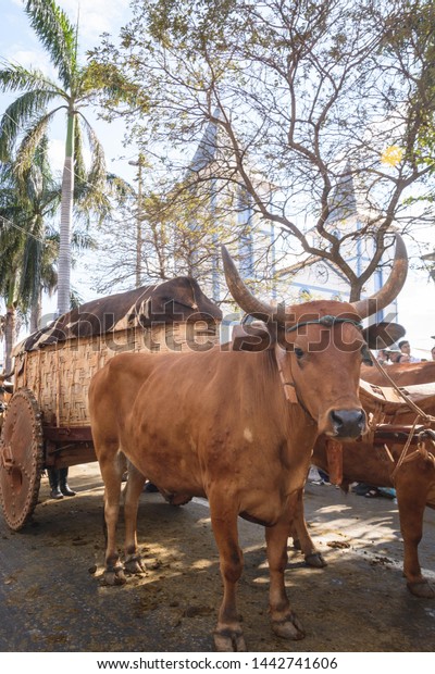 Trindade - Goiás - Brazil 07/04/2019: Ox cars\
passing next to the Mother Church of Trindade during the\
traditional pilgrimage of ox\
cars