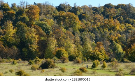 Tring Park on a sunny Autumnal day, near Tring, in Hertfordshire, England.