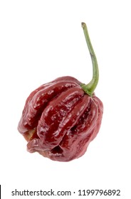 trinidad moruga scorpion chocolate extremely hot peppers variety