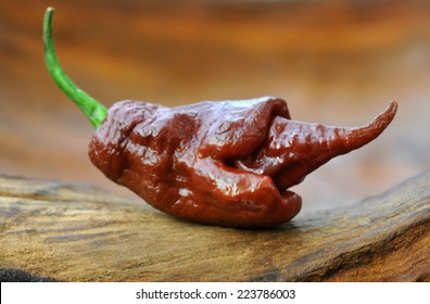 trinidad scorpion chocolate  one the hottest chilipeppers the world