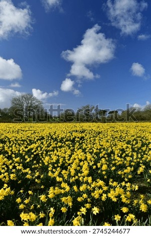 Trinity, Jersey, U.K. Spring Daffodils grown for the flowers and bulbs for next year.