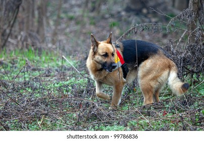 TRINO VERCELLESE, ITALY- MARCH 10: Civil Defense During Dog Handling On March, 10, 2012 In Trino Vercellese, Italy. Rescue Workers Trained Dogs To Search And Save Missing Person