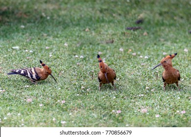 Trio Of Birds Images Stock Photos Vectors Shutterstock