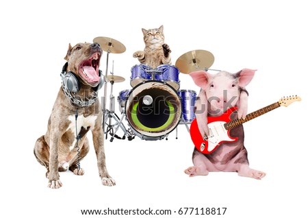 Trio of animal musicians, isolated on white background
