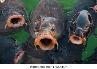 Trio Catfishes Singing The Song In The Lake