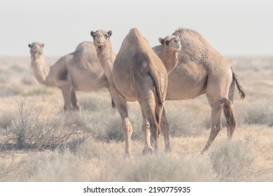 Trio Of Feral Dromedary Camels (Camelus Dromedarius) In Saltbush Scrub Habitat, South Australia