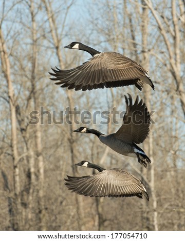 Trio of flying Canadian Geese