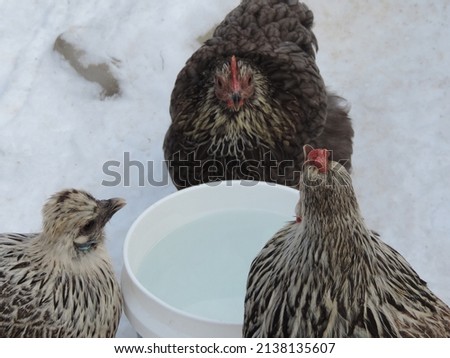           A trio of hens getting a drink of water on a cold winter morning.