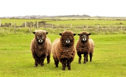 Trio Of Long Hair Welsh Sheep 