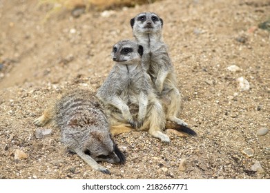 Trio Of Meerkats, One Asleep While The Other Two Keep Watch For Any Potential Dangers.