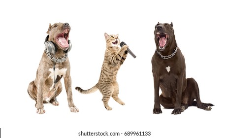 Trio Of Singing Animals, Isolated On White Background