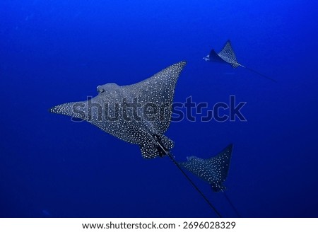 A trio of spotted eagle rays gracefully cruise through deep blue water in the Pacific Ocean.