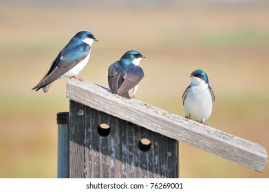 A Trio Of Tree Swallows Perched On A Nesting Box Singing To Each Other.