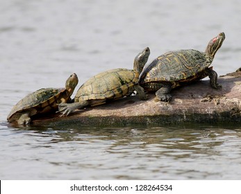 545 Texas turtles Stock Photos, Images & Photography | Shutterstock